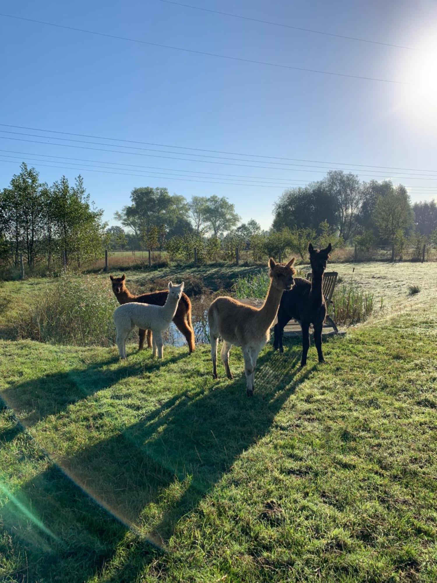 B&B A'Laise Zedelgem Buitenkant foto