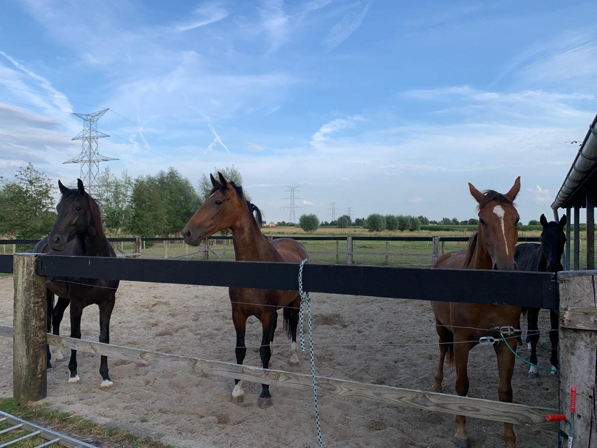 B&B A'Laise Zedelgem Buitenkant foto