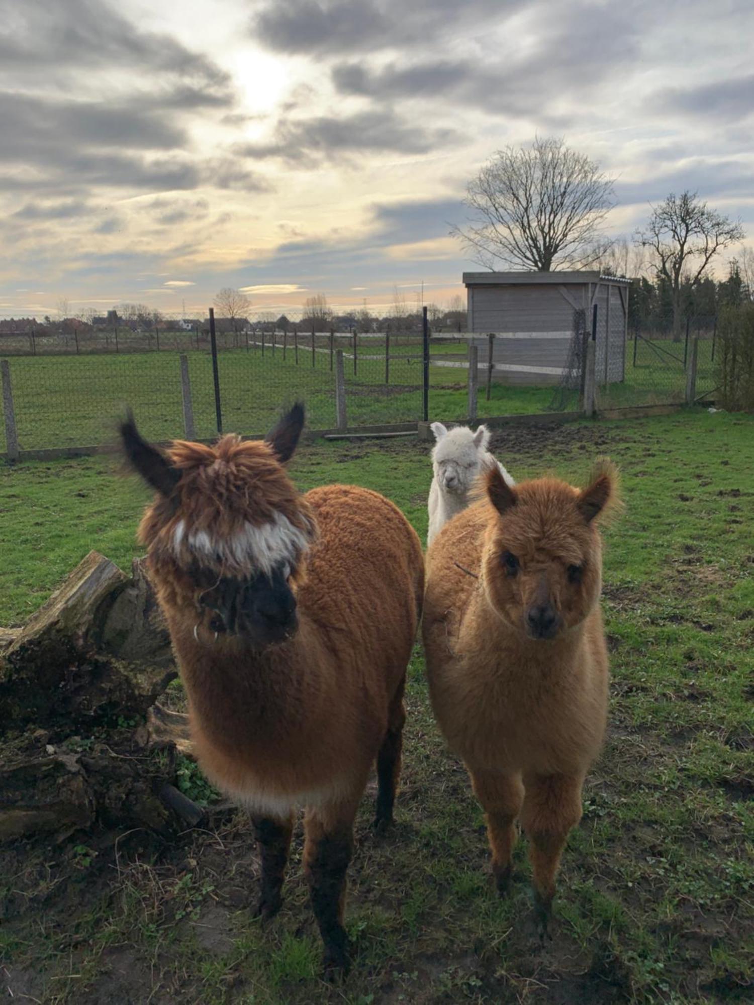 B&B A'Laise Zedelgem Buitenkant foto